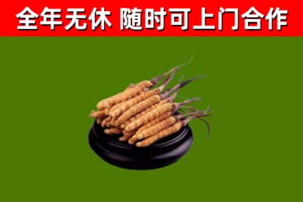 谯城区回收冬虫夏草